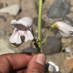 Penstemon eximius