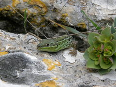 Podarcis tauricus