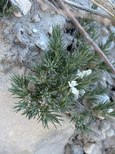 Phlox austromontana
