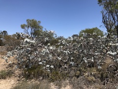 Eucalyptus rhodantha