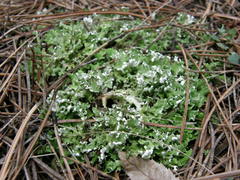 Cladonia convoluta
