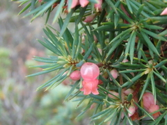 Brachyloma ericoides