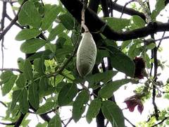 Kigelia africana africana
