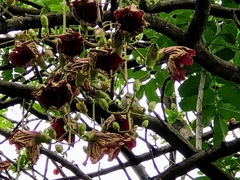 Kigelia africana africana