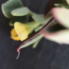 Acmispon maritimus brevivexillus