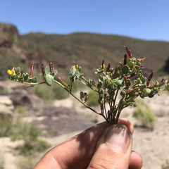 Acmispon maritimus brevivexillus