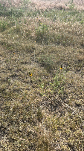 upright prairie coneflower