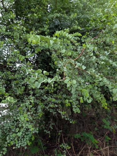 Bauhinia racemosa, photograph 3
