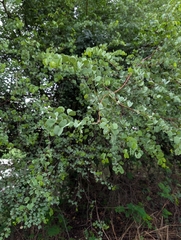 (c) Ravuri Krishna Chaitanya, some rights reserved (CC BY) Bauhinia racemosa, photograph (c) Ravuri Krishna Chaitanya, some rights reserved (CC BY)