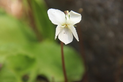 Viola lactiflora