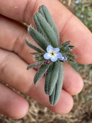 Buglossoides incrassata, photograph (c) Cenaida, some rights reserved (CC BY)