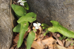 Viola lactiflora