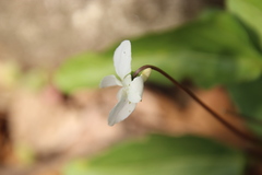 Viola lactiflora