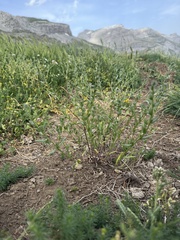 Buglossoides incrassata, photograph (c) Cenaida, some rights reserved (CC BY)