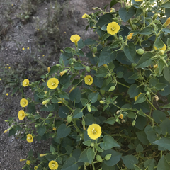Physalis crassifolia infundibularis