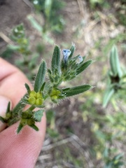 Buglossoides incrassata, photograph (c) Cenaida, some rights reserved (CC BY)