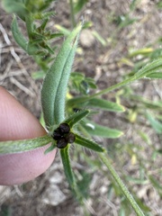 Buglossoides incrassata, photograph (c) Cenaida, some rights reserved (CC BY)