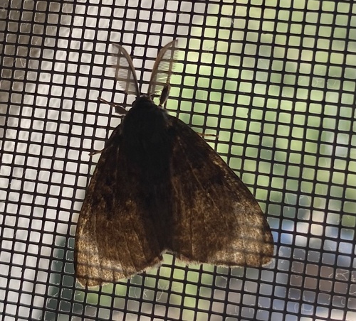 Spongy Moth