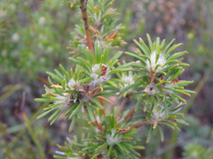 Phyllota pleurandroides