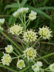 Hymenopappus