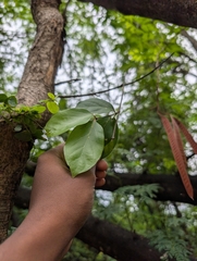 (c) Ravuri Krishna Chaitanya, some rights reserved (CC BY) Combretum albidum, photograph (c) Ravuri Krishna Chaitanya, some rights reserved (CC BY)