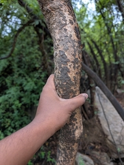 (c) Ravuri Krishna Chaitanya, some rights reserved (CC BY) Combretum albidum, photograph (c) Ravuri Krishna Chaitanya, some rights reserved (CC BY)