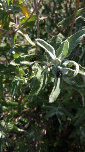 iNaturalist observation photo of Four-lined Plant Bug