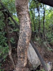 (c) Ravuri Krishna Chaitanya, some rights reserved (CC BY) Combretum albidum, photograph (c) Ravuri Krishna Chaitanya, some rights reserved (CC BY)