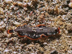 Pardachirus pavoninus