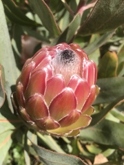 Protea × hybrida