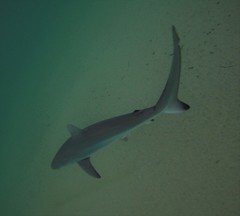 Carcharhinus obscurus