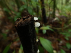 Favolaschia pustulosa