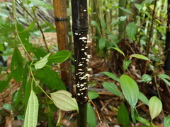 Favolaschia pustulosa