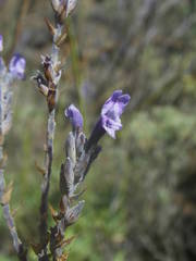 Lavandula buchii image