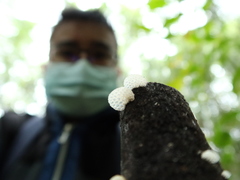 Favolaschia pustulosa