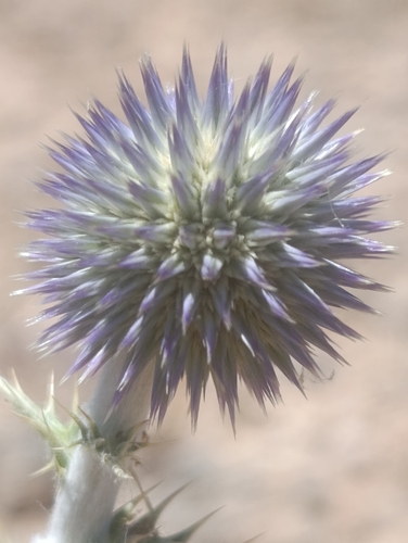 globe thistle