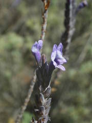 Lavandula buchii image