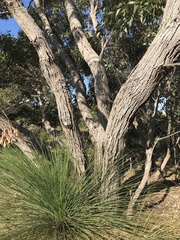 Eucalyptus decipiens