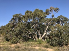 Eucalyptus decipiens