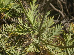 Lavandula buchii image