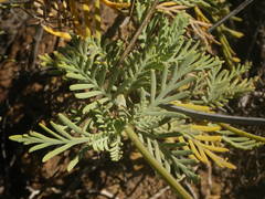 Lavandula buchii image