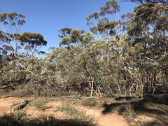 Eucalyptus incerata