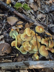 Sulphur Tuft