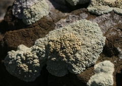 Protoparmeliopsis pinguis
