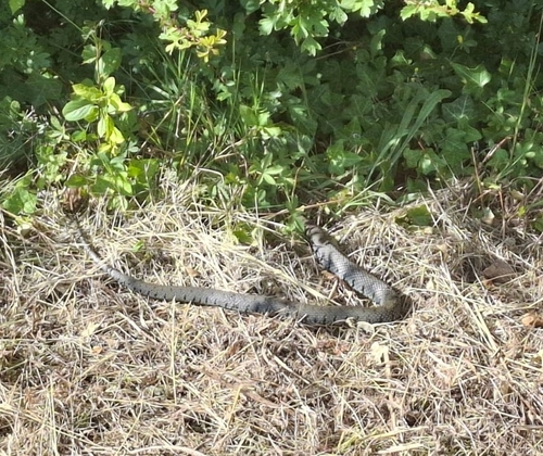 Barred Grass Snake