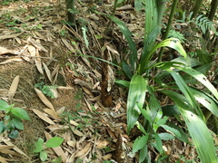 Phyllostachys makinoi