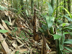 Phyllostachys makinoi