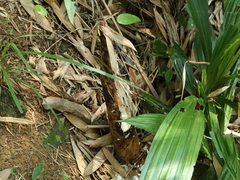 Phyllostachys makinoi