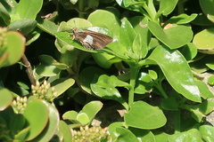 Coeliades forestan forestan