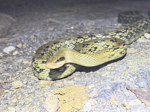 Beauty Ratsnake